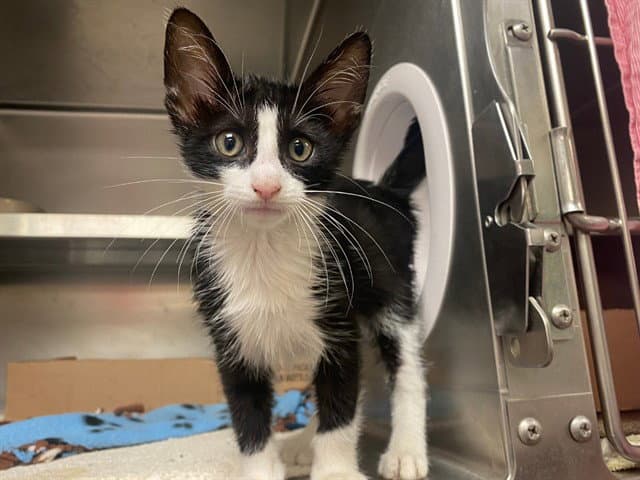 Phineas - Domestic Medium Hair