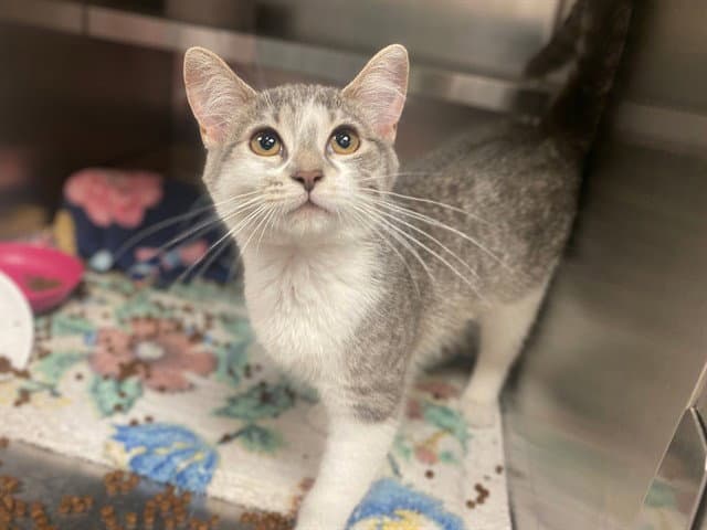 Sophie - Domestic Short Hair