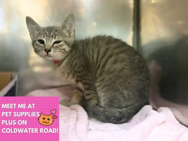 Gracie - Domestic Short Hair