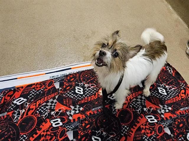 Webe - Jack Russell Terrier (Parson Russell Terrier)