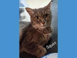 Squirt image 1