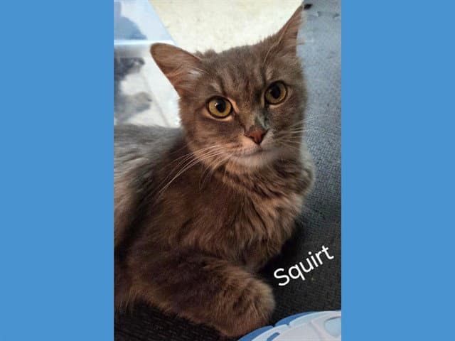 Squirt - Domestic Medium Hair