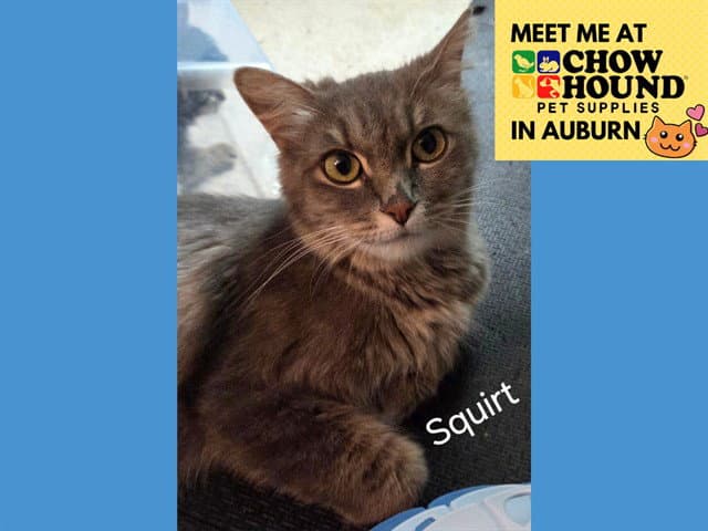 Squirt - Domestic Medium Hair