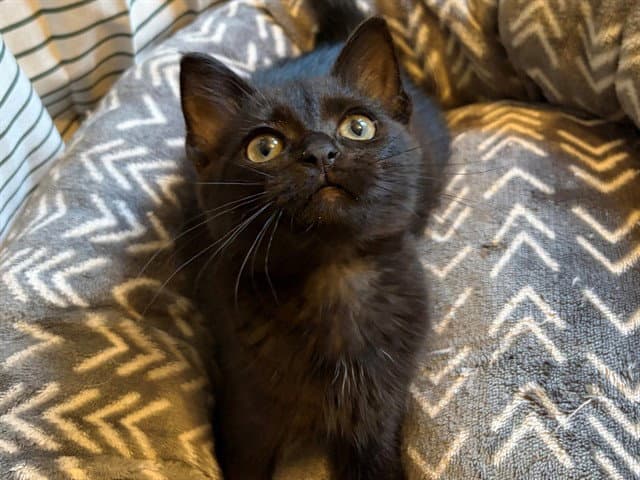Keke - Domestic Short Hair