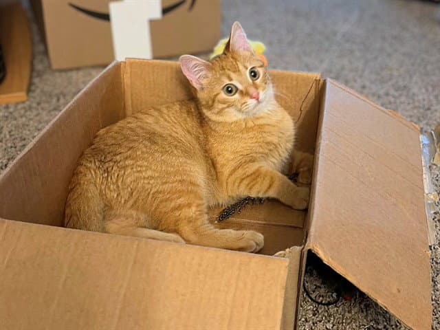 Buddy Boy - Domestic Short Hair