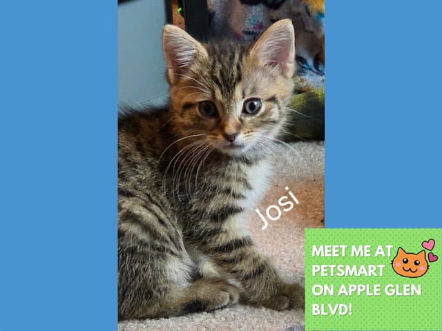 Josi - Domestic Medium Hair
