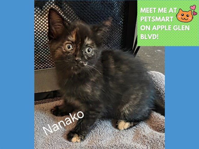 Nanako - Domestic Medium Hair