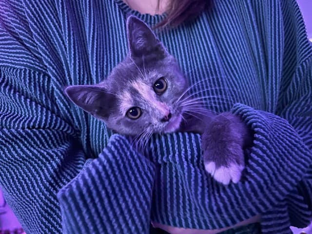 Delphi - Domestic Short Hair
