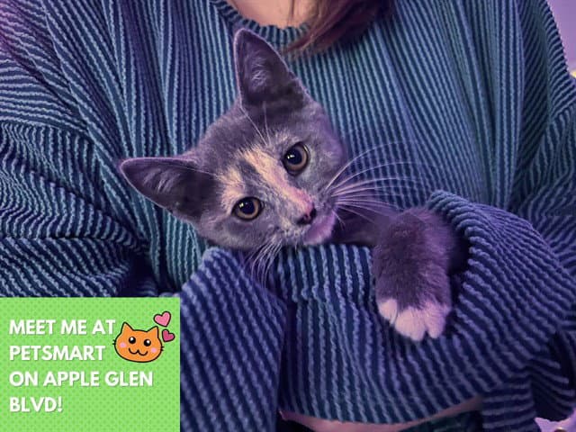 Delphi - Domestic Short Hair