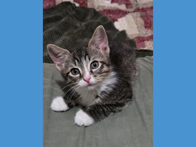 Chaco - Domestic Short Hair