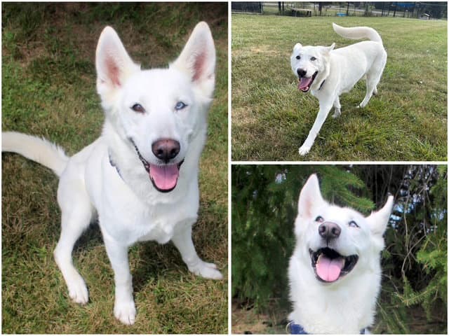Nymira - Siberian Husky