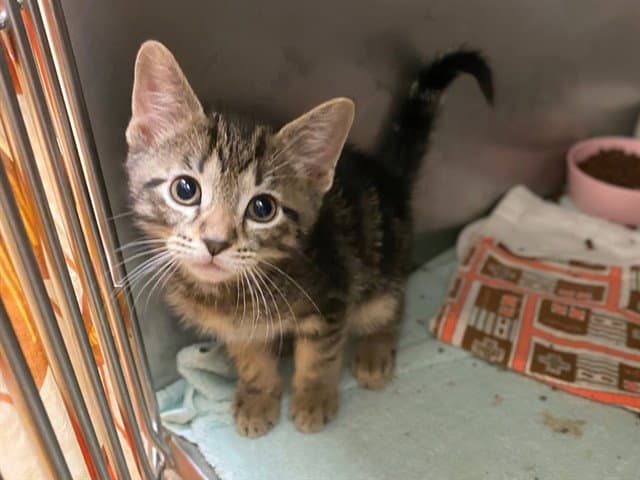Miso - Domestic Short Hair