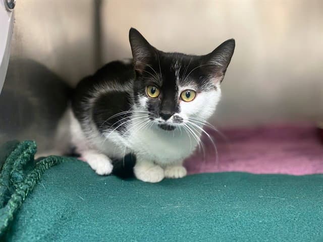 Marsha - Domestic Short Hair