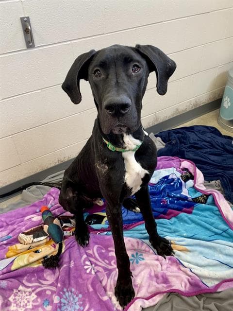 Apollo - Great Dane