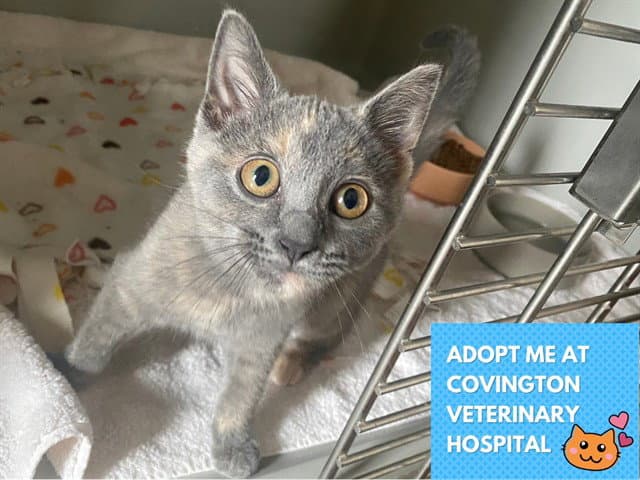Jane - Domestic Short Hair