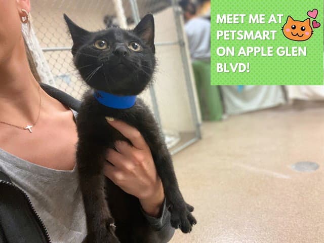 Sampson - Domestic Short Hair