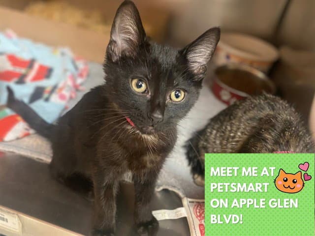 Banana Split Decision - Domestic Short Hair