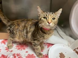 Cleocatra image 1