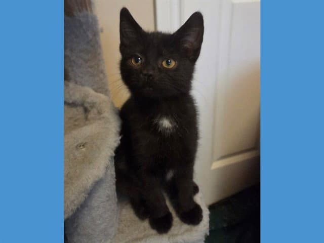 Bloomin Blossom - Domestic Short Hair