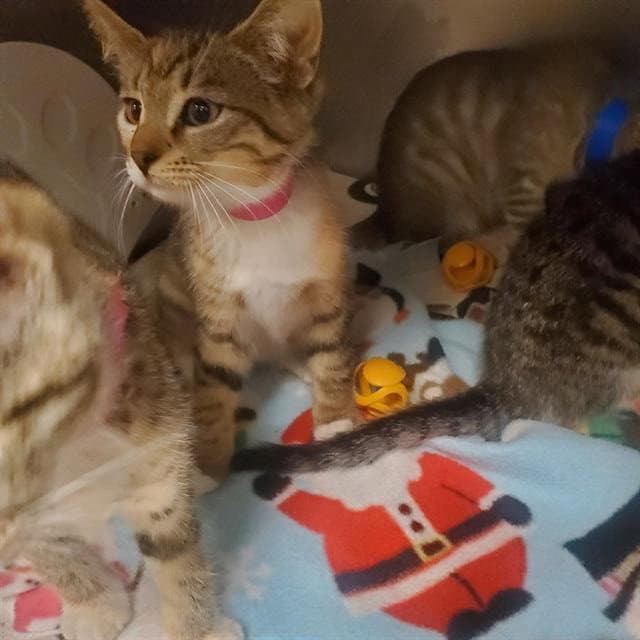 Kanye - Domestic Short Hair