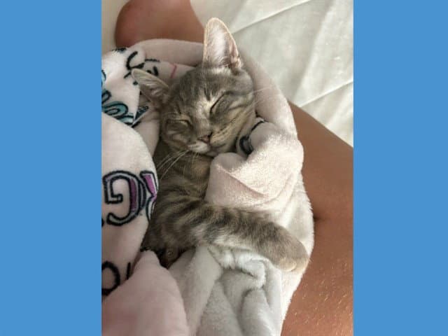 Stormy - Domestic Short Hair