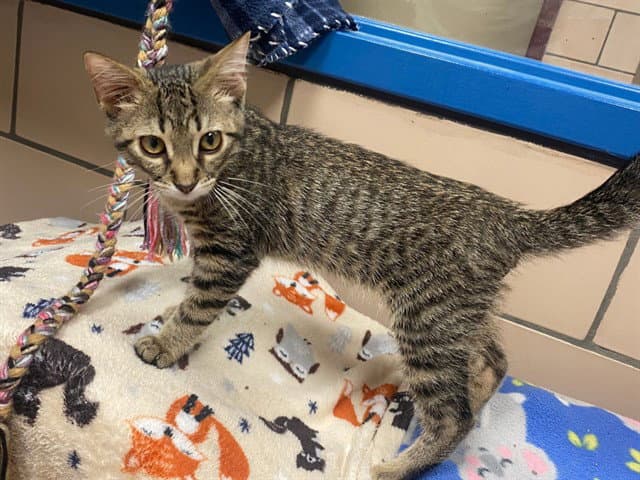 Rye - Domestic Short Hair