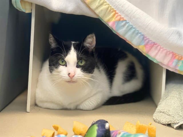 Lillie - Domestic Short Hair