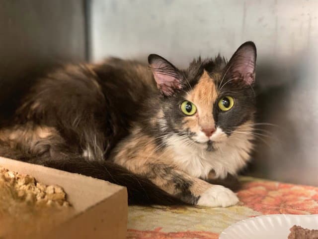 Smokey Mist - Domestic Medium Hair