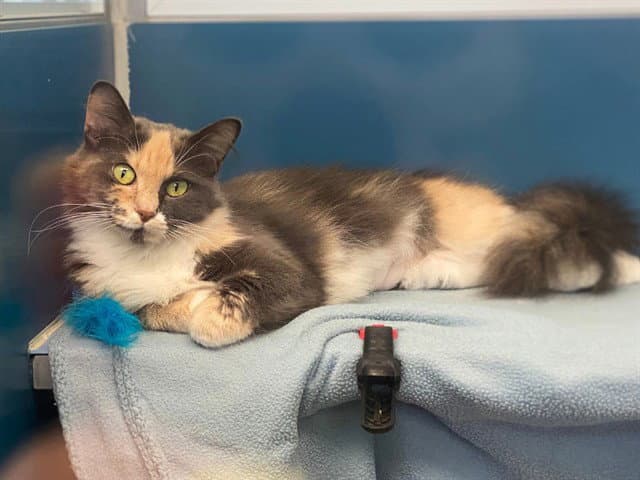Smokey Mist - Domestic Medium Hair