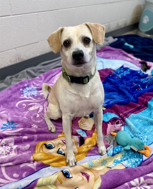 Peanut - Jack Russell Terrier (Parson Russell Terrier)