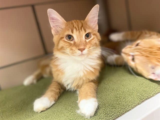 Princess Peach - Domestic Medium Hair
