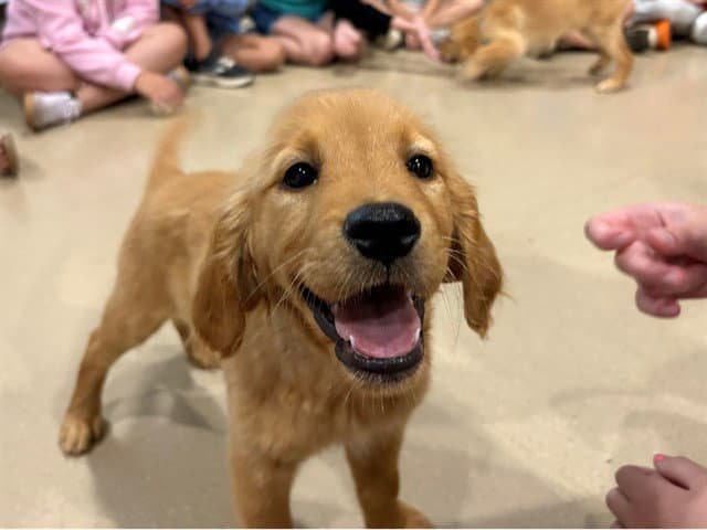 Hulu - Golden Retriever