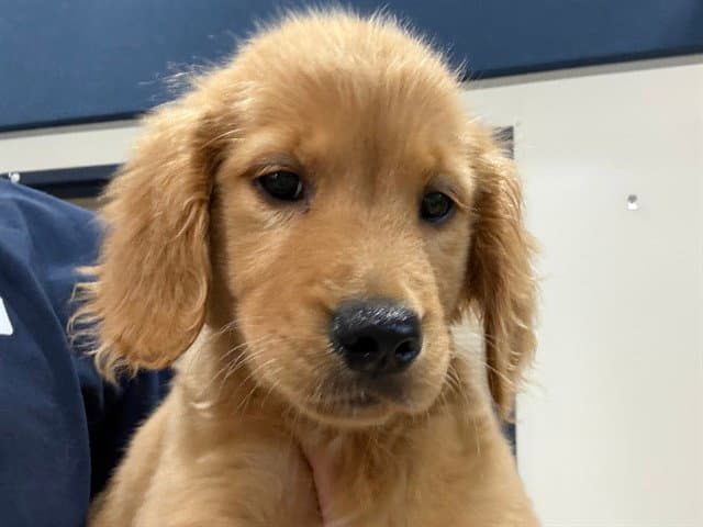 Peacock - Golden Retriever