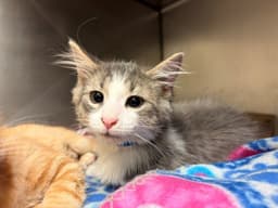 Boomer image 1