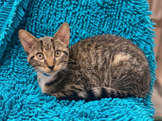 Pumpernickel - Domestic Short Hair