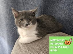 Benji image 1
