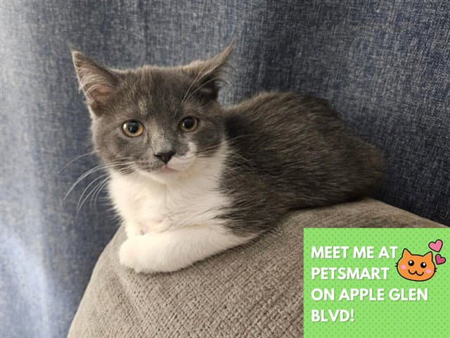 Benji - Domestic Medium Hair