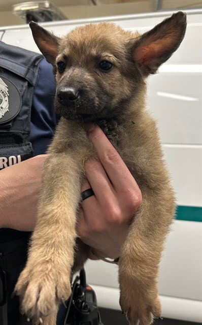 Nova - German Shepherd Dog