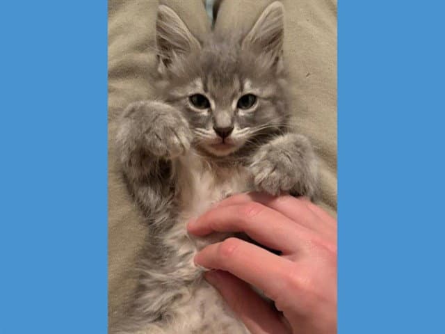 Cal - Domestic Short Hair
