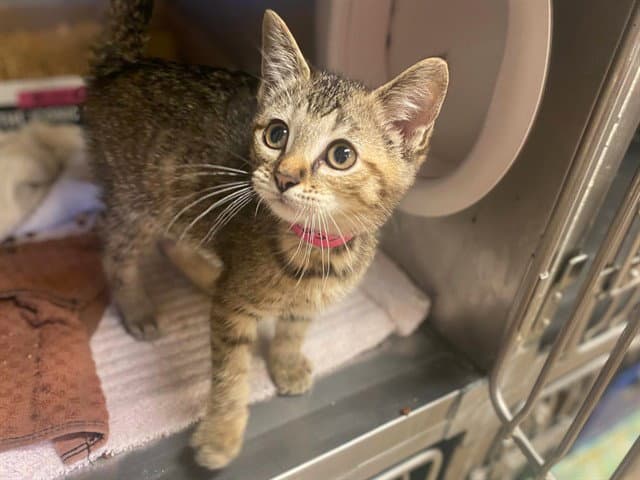 Purr-Chup - Domestic Short Hair