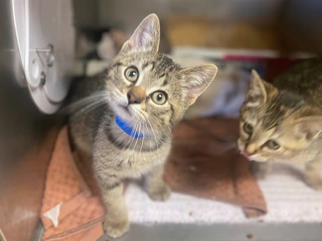 Meow-Naise - Domestic Short Hair