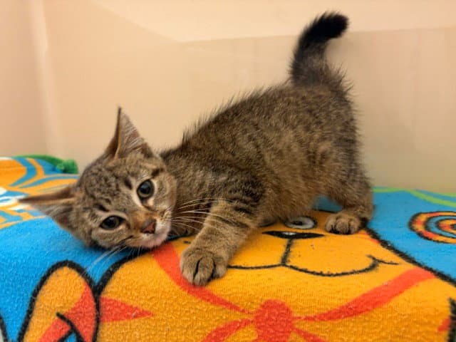 Bobcat The Builder - Domestic Short Hair