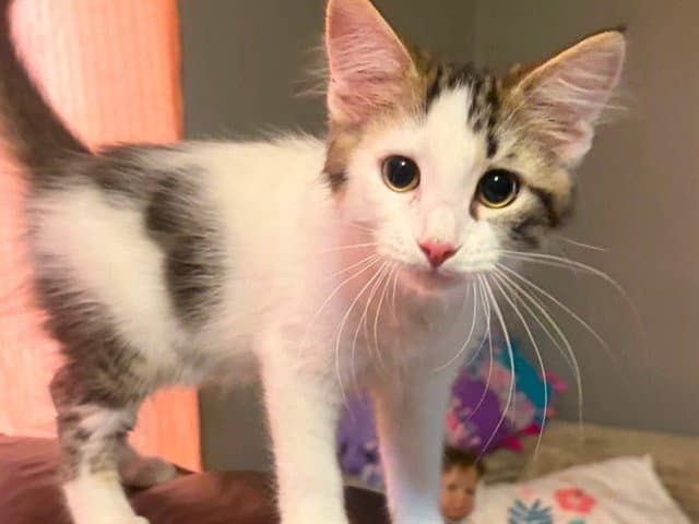 Rafiki - Domestic Short Hair