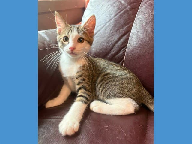 Simba - Domestic Short Hair