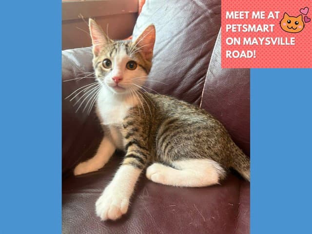 Simba - Domestic Short Hair