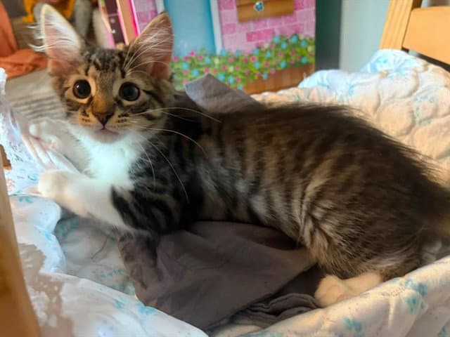 Nala - Domestic Medium Hair