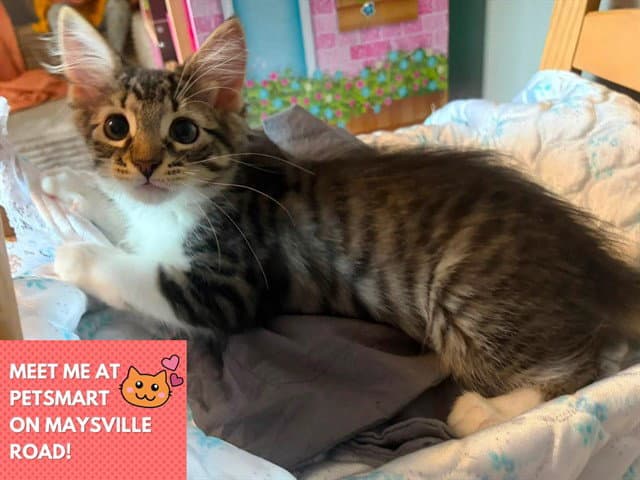 Nala - Domestic Medium Hair