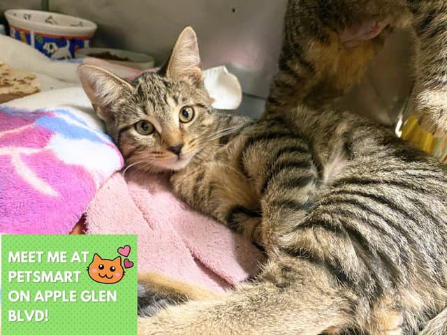 Razzle Dazzle - Domestic Short Hair