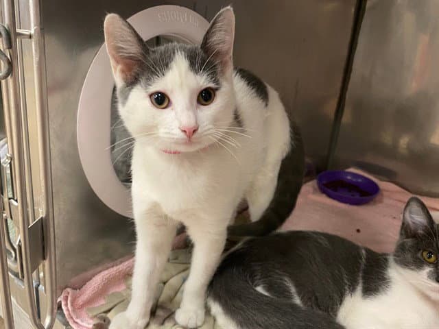 Moo - Domestic Short Hair
