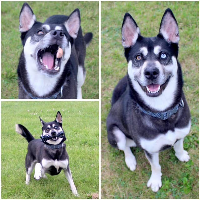 Anubis - Husky